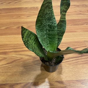 May include: A potted snake plant with long, green leaves with dark green speckles. The plant is in a black plastic pot.