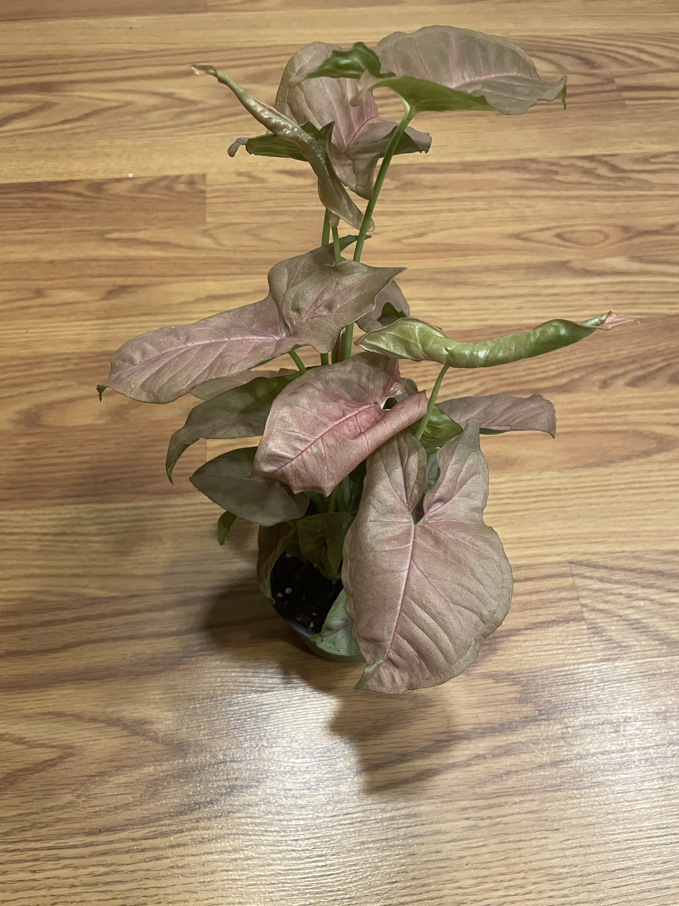 20+ Pink Allusion Arrowhead Plant Pink Arrowhead Plant – 4” Pot | Syngonium Pink | Low Light Indoor