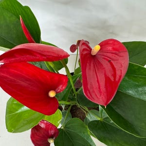 May include: Close-up of a vibrant Anthurium plant with glossy, heart-shaped red flowers and dark green leaves. The flowers have a prominent yellow spadix. The plant is in a black pot, creating a striking contrast.