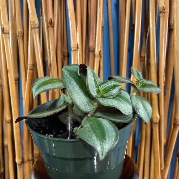 Inch Plant, Wandering Jew, Tradescantia Zebrina, vine, easy to care for, indoor plant, houseplant, hanging basket, Yellow Chakra Garden