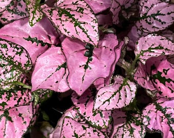 Polka Dot Plant – 4” Pot | Pink Hypoestes | Colorful Indoor Houseplant | Easy Care