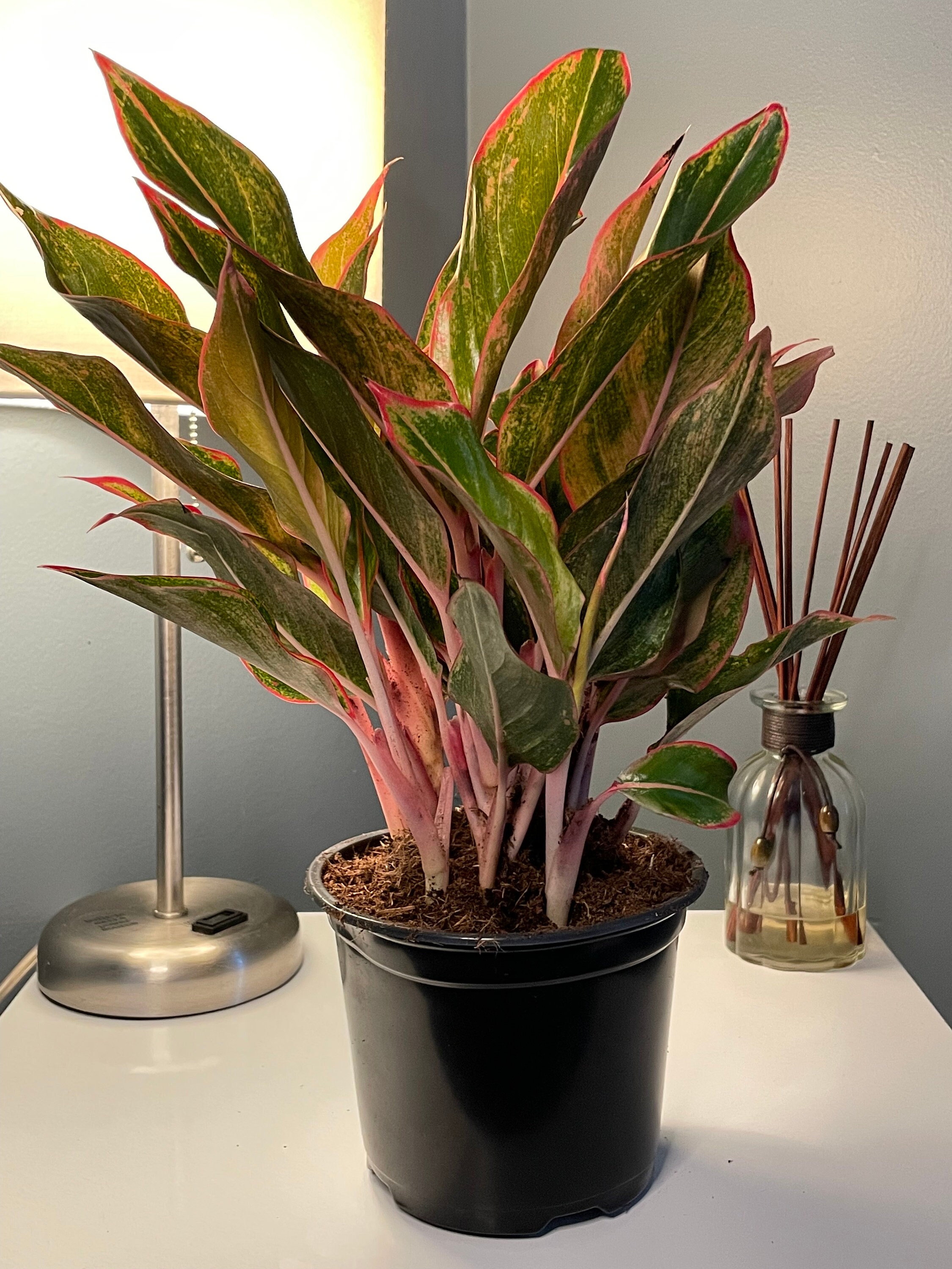 Pink Evergreen Aglaonema Pink (chinese Evergreen) – 4” Pot | Easy-care Indoor ...