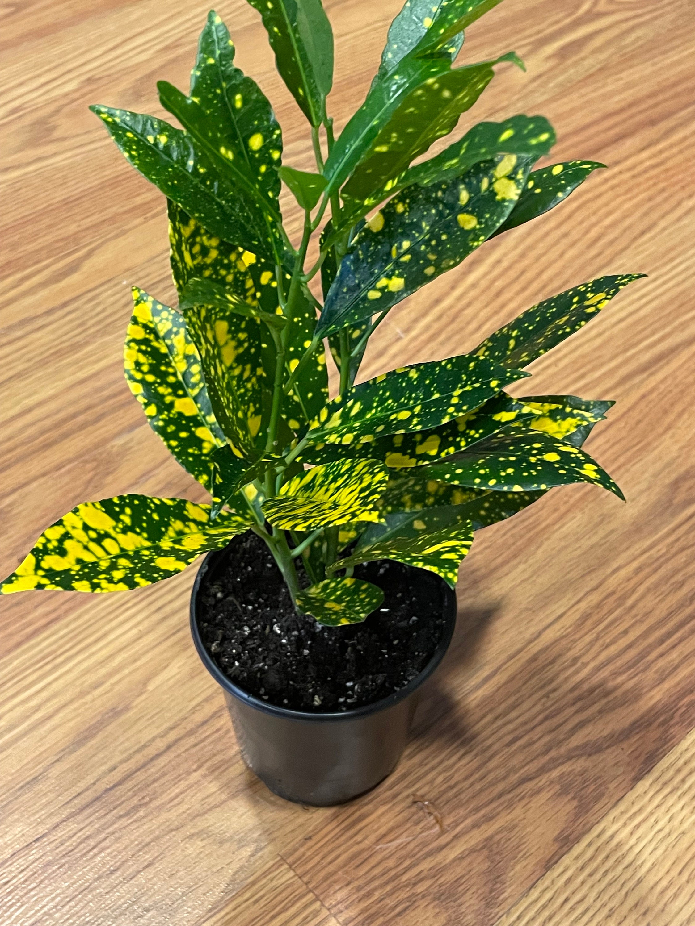 rhododendron marietta Martin 241