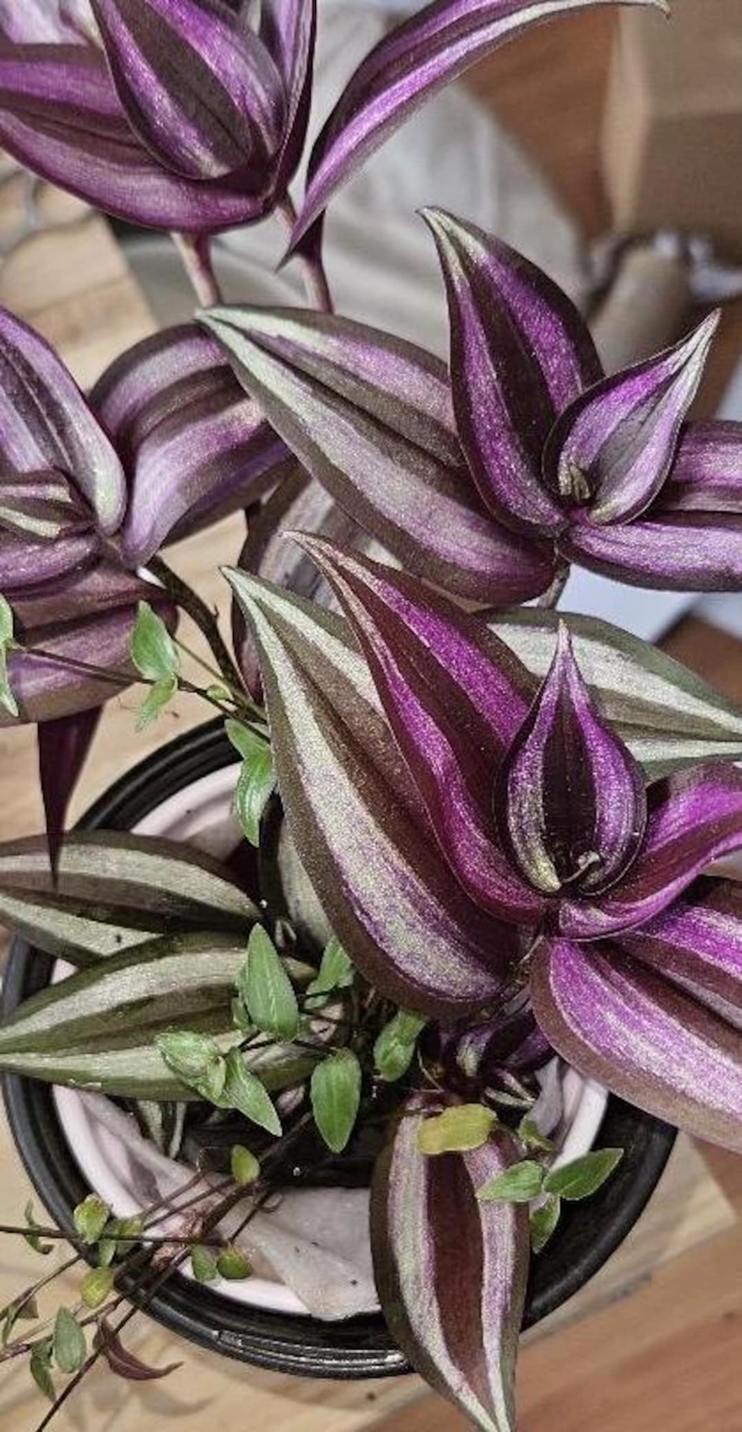 Tradescantia Zebrina – 4” Pot | Purple Striped Wandering Plant