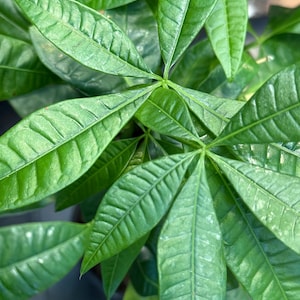 Money Tree, live, Pachira aquatica, tropical plant, gift, beautiful leaves, braided stems