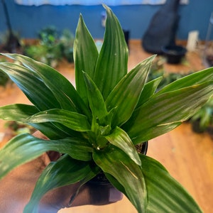 May include: A small green houseplant with long, narrow leaves. The plant is in a black pot and is being held by a hand.