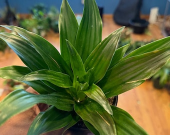 bright green philodendron Philodendron hederaceum 'Lime' ('Neon')  Foliage Factory