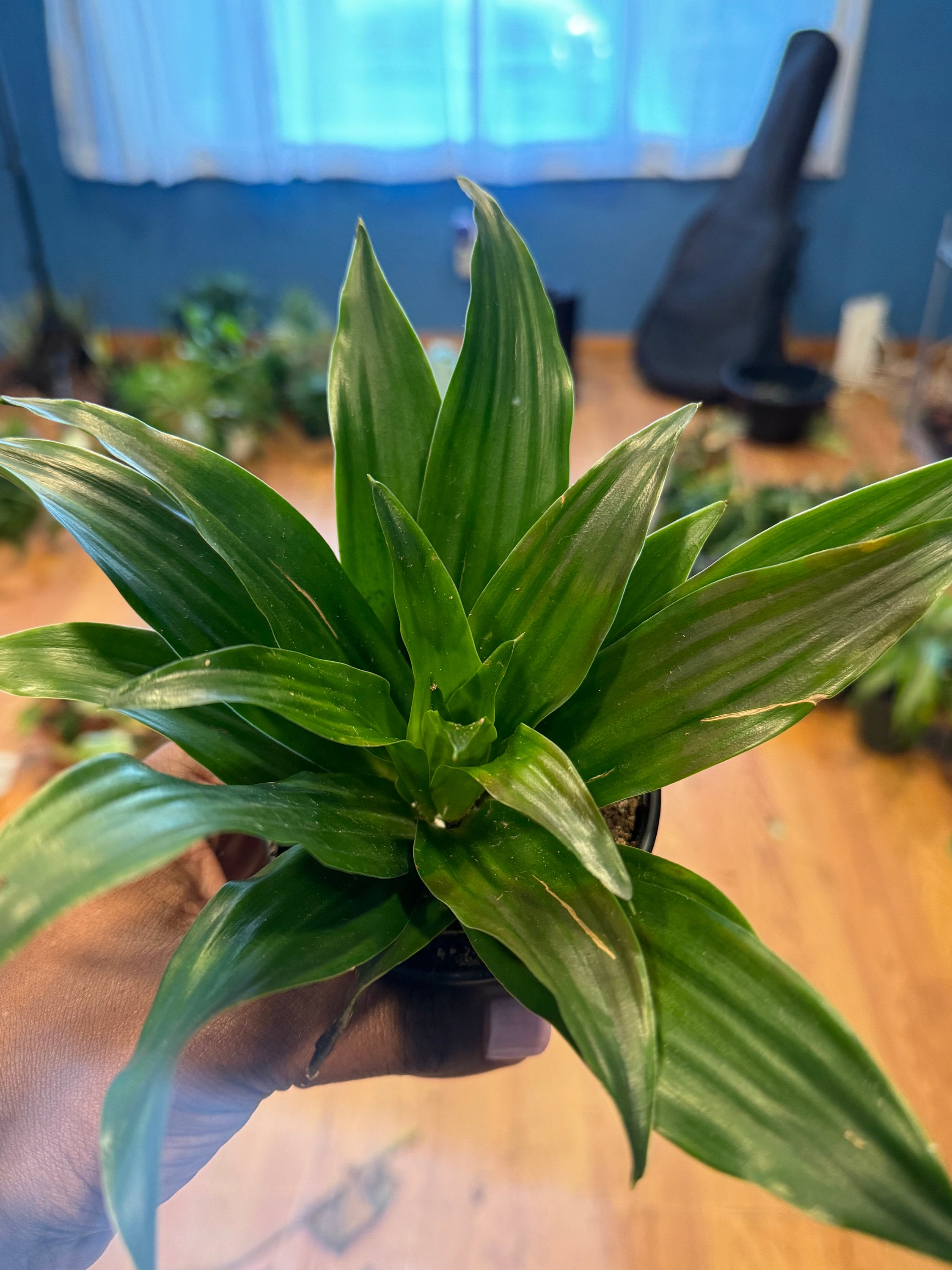 elephant ear plant artificial Artificial Elephant Ear Plant main image 0