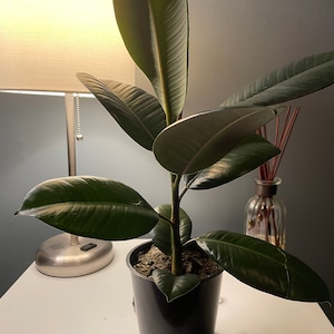 May include: A potted rubber plant with large, dark green leaves in a black plastic pot. The plant is sitting on a white surface.