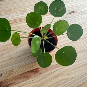 Chinese Money Plant: Easy-Care Tropical Houseplant - 2" Starter Plant