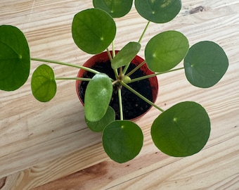 Chinese Money Plant (Pilea Peperomioides) – 2” Starter Plant | Easy-Care Indoor Houseplant | Beginner Friendly