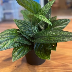 May include: A potted green plant with silver variegation on the leaves. The plant is in a black plastic pot.