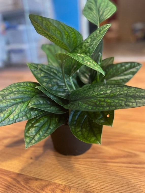 Monstera Peru (dragon Scales)  4 Pot | Rare Textured Houseplant |  Tropical Indoor Vine - Etsy