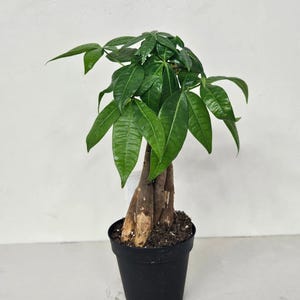 May include: A small, potted Pachira aquatica plant, also known as a money tree, with vibrant green leaves and a braided trunk. The plant is in a black plastic pot, set against a plain white background. The leaves are glossy and full.