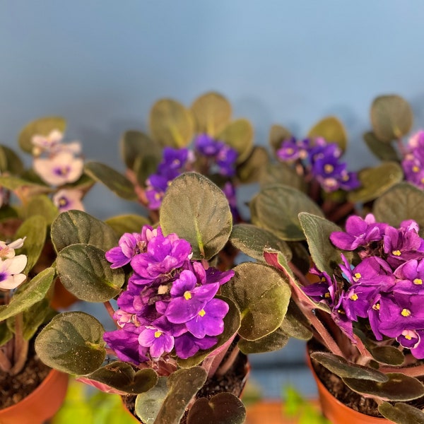 African Violet, indoor plant, houseplant, easy to care for, fast grower, beautiful and exotic, tropical plants