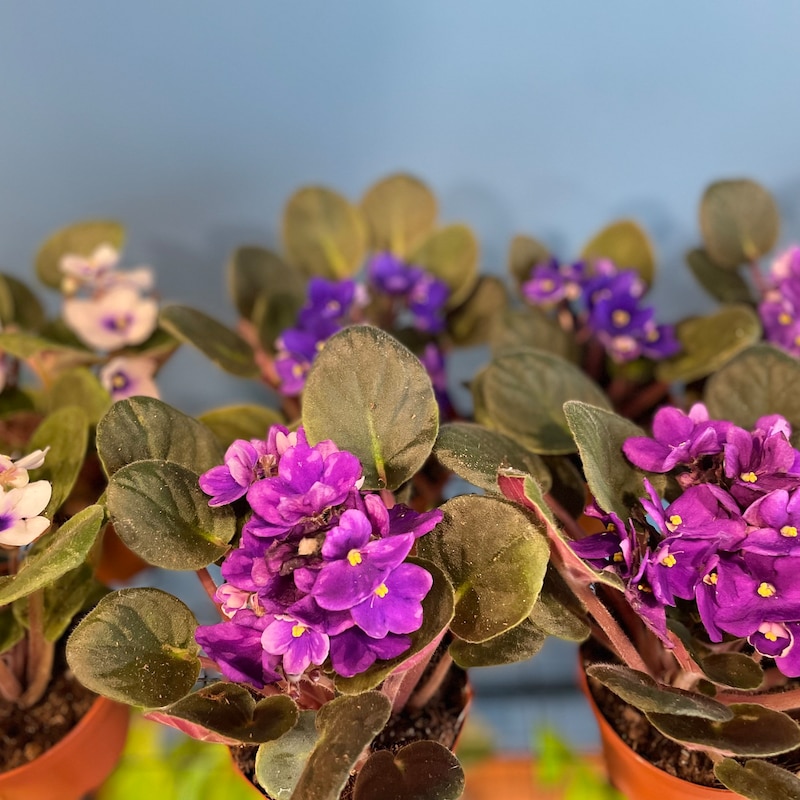 African Violet Plant - Etsy