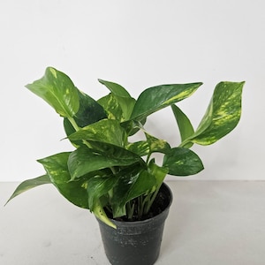 May include: A potted houseplant with vibrant green leaves speckled with yellow variegation. The plant is in a black plastic pot, set against a plain white background. The leaves are broad and heart-shaped, creating a lush, full appearance. Ideal for home decor.