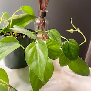 May include: A green potted plant with heart-shaped leaves hanging over a white surface. The plant is in a dark green pot and has long vines with multiple leaves.