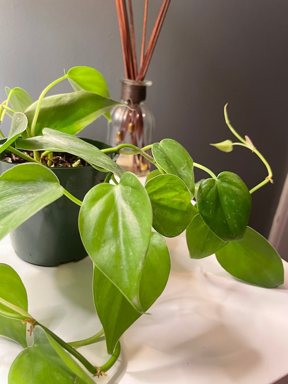 Heartleaf Philodendron  4 Pot | Easy-Care Trailing Vine | Indoor  Houseplant | Beginner Friendly