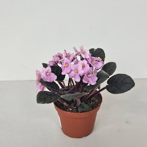 May include: A potted African violet plant with clusters of light purple flowers and dark green leaves. The plant is in a small, brown plastic pot, set against a plain white background. The flowers have yellow centers.