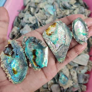 Puede incluir: Una colección de fragmentos iridiscentes de concha de abulón, que muestran una gama de azules, verdes y dorados. Las conchas tienen una superficie texturizada y formas irregulares, con un brillo nacarado. Las conchas se sostienen en una mano, con más conchas en el fondo.