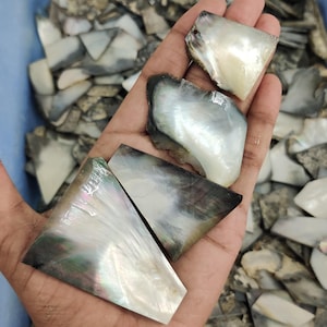 May include: Close-up of iridescent, natural mother of pearl shell pieces. The shells have a pearlescent sheen with colors ranging from white to dark gray and black. The pieces are irregularly shaped and appear to be raw and unprocessed.