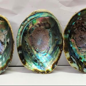 Natural Abalone Shell Smudge Bowl: Cleansing Ritual Tool (2-7&quot; Inches Available)
