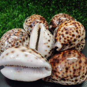Puede incluir: Un conjunto de conchas marinas pulidas con un patrón moteado marrón y blanco. Una concha está abierta, revelando un interior blanco. Las conchas están dispuestas sobre una superficie verde, creando un tema costero natural.
