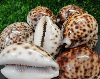 大型タイガータカラガイ Cypraea Tigris 貝殻 ~ 3インチ～3.5インチ