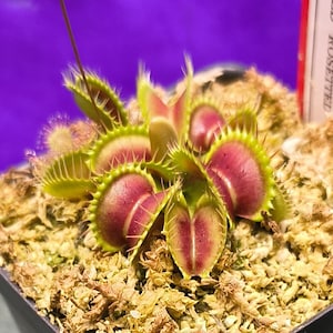 May include: A Venus flytrap plant with multiple open, hinged traps featuring deep red interiors and bright green, spiky edges. The plant is potted in light brown sphagnum moss, with a white plant label partially visible showing the text ED ROSETTED.