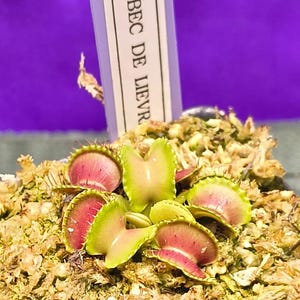 May include: A Venus flytrap plant with multiple green and red hinged traps nestled in light brown sphagnum moss. A vertical white plant identification tag is inserted into the moss, featuring the black printed text BEC DE LIEVRE.