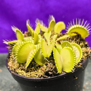 May include: A Venus flytrap plant with multiple light green, hinged leaves featuring spiky, tooth-like cilia along the edges. The plant is potted in a dark container filled with brown, fibrous soil, showcasing several open traps ready to capture.