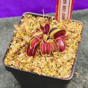 Venus Flytrap Big Teeth Red Giant w/ Sundew Live Potted Carnivorous Plant