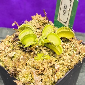 May include: A Venus flytrap plant with bright lime-green leaves and serrated trap edges, potted in a dark container filled with light brown sphagnum moss. A green rectangular plant marker is inserted into the soil with the text GRUN printed on it.