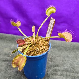 May include: A Venus flytrap plant with green and reddish-tinged leaves featuring spiky cilia, potted in a blue plastic container. A rectangular plant marker is inserted into the soil, clearly displaying the printed text "SHORT TEETH".