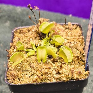 May include: A Venus flytrap plant with multiple light green, hinged, tooth-edged traps growing in a square black plastic pot filled with light brown sphagnum moss. A blue ruler is visible on the right side, showing the plant's scale.