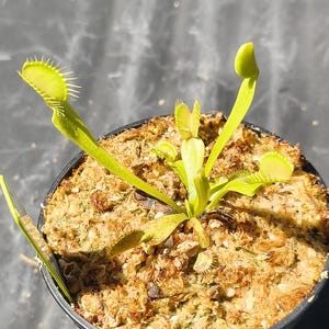Venus Flytrap DUTCH DELIGHT Live Potted Carnivorous Plant