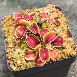 May include: A Venus flytrap plant with numerous vibrant red, open traps featuring green, spiky edges. The plant is potted in a square black plastic container filled with light brown, textured sphagnum moss substrate, showing multiple leaves.