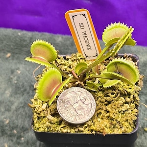 May include: A Venus flytrap plant in a black square pot with green and red hinged leaves. An orange plant marker with the text SD PHOENIX is inserted in the soil. A silver United States quarter coin is placed on the mossy soil for scale.