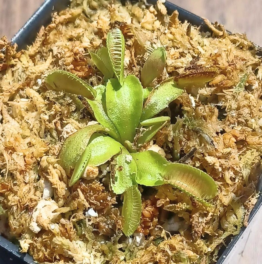 Venus Flytrap ALIEN Young Division Live Potted Carnivorous Plant - Etsy