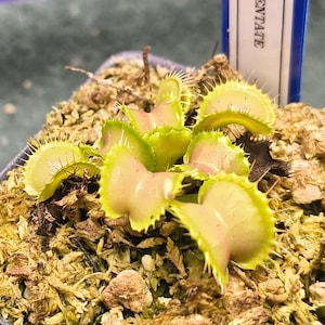 May include: A Venus flytrap plant with multiple lime green and pinkish traps featuring spiky cilia edges. The plant is potted in a substrate of dried sphagnum moss. A blue and white plastic plant marker with partial text is visible in the background.