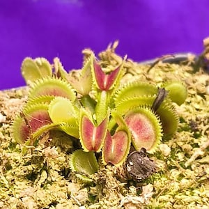 May include: A Venus flytrap plant featuring multiple green, hinged leaves with spiky, tooth-like edges and vibrant reddish-pink interiors. The plant is nestled in a bed of light tan, textured sphagnum moss, with a solid purple background visible.