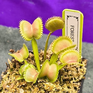 May include: A Venus flytrap plant with multiple green and pink hinged traps featuring spiky edges. The plant is potted in brown moss and includes a tall, light green plastic plant marker with the partial text FOREST printed on a white label.