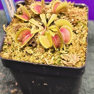 May include: A Venus flytrap plant with red and green hinged leaves in a black square plastic pot. The plant is potted in light brown sphagnum moss. A blue plastic plant marker is inserted into the soil with the text JAWS printed in black ink.