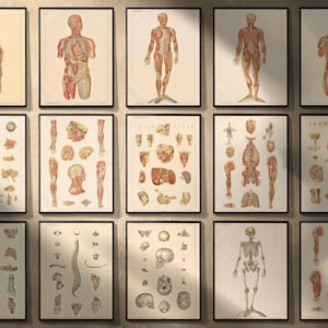 AFDRUKBAAR - 16 vintage skelet / gespierde anatomie medische wetenschap chirurgische posters - direct downloaden