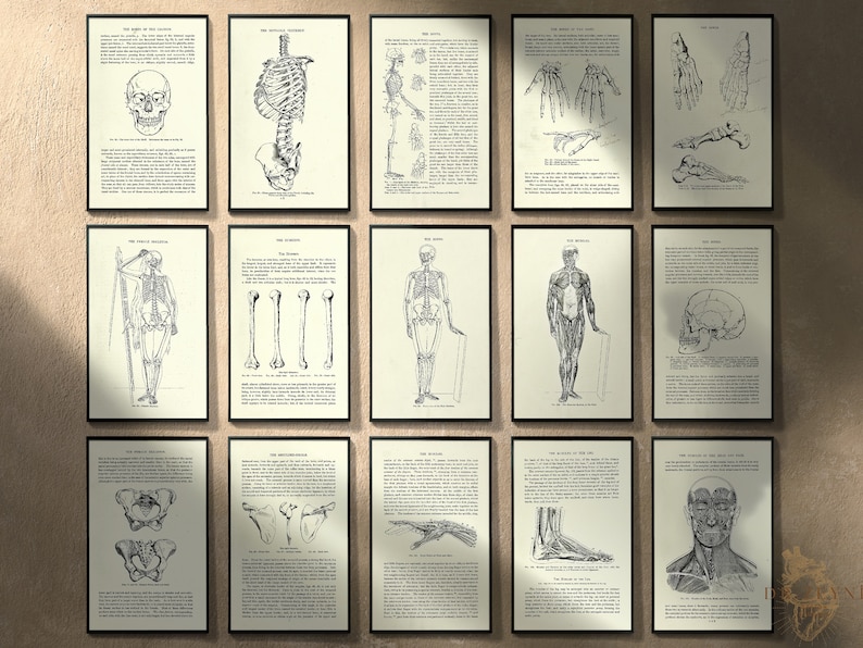 15 Vintage Skeletal / Muscular Anatomy Medical Science Surgical Book ...