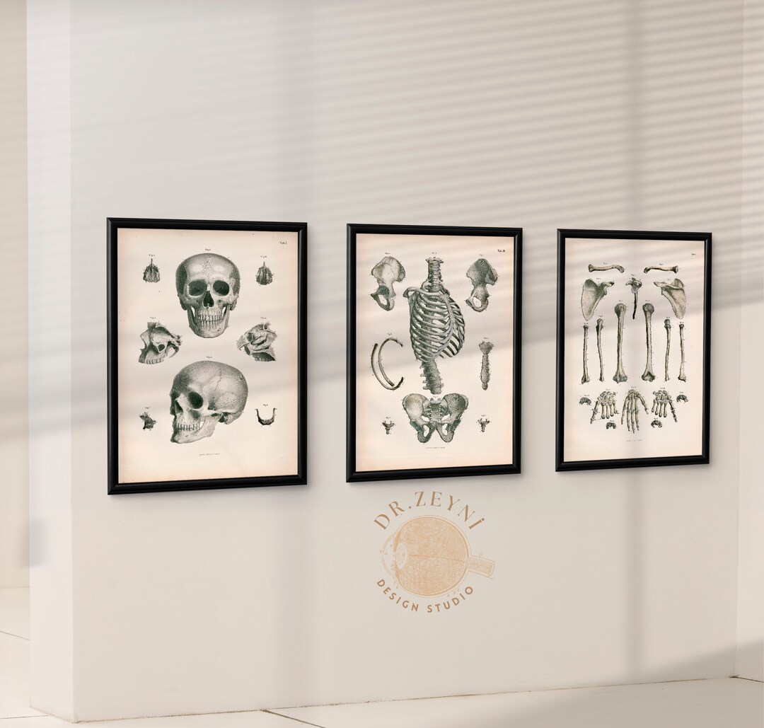Vintage Anatomy Art Prints: Skeletal & Muscular System (digital ...