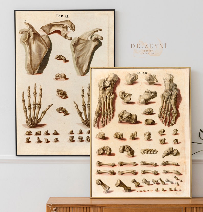12 Vintage Skeletal Anatomy Medical Science Surgical Posters 1767 ...