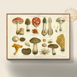 Mushroom Species Poster - Antique / Vintage  - Biology - Biodiversity Instant Download - PRINTABLE Wall ART Gift Idea Science poster