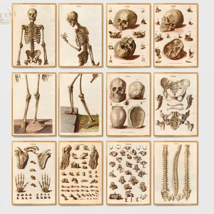 12 Vintage Skeletal Anatomy Medical Science Surgical Posters 1767 Printable- Instant Download